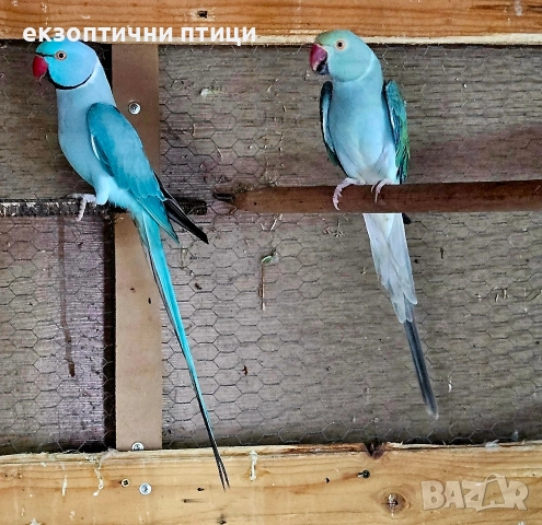 Продавам двойка Александри , снимка 3 - Папагали - 52679555