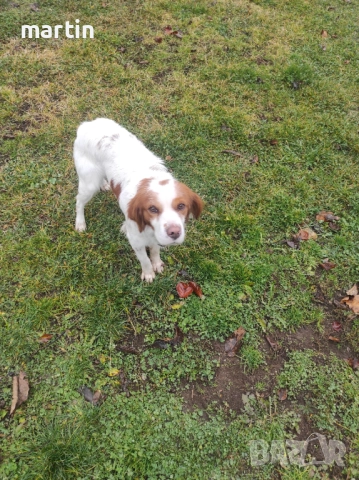 Подарявам Бретон Шпаньол , снимка 3 - Бретон шпаньол - 52924578