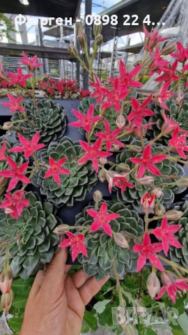 Ехеверия „Испанска звезда“ – сукулент с яркорозови цветове, снимка 5 - Разсади - 52688504