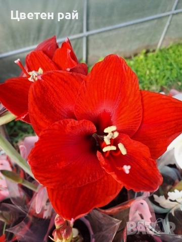 Амарилис с цвят и пред цъфтеж , снимка 4 - Градински цветя и растения - 52316690