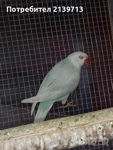 Продавам папагал Малък Александър , снимка 2 - Папагали - 52448376