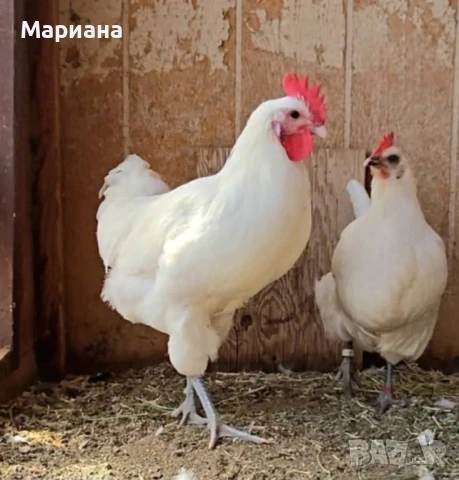 Оплодени яйца от синьо и бяло брезе!, снимка 2 - Кокошки и пуйки - 48016144