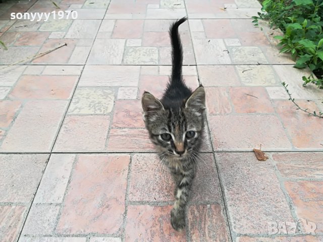 КОТЕ МЯУ МЪР ИВОНКА ВИДИН 0509221551, снимка 5 - Други - 37908082