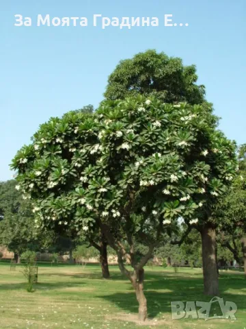 Бадем студоустойчив , снимка 4 - Градински цветя и растения - 49425555