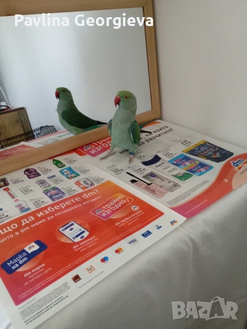 Продавам малък Александър с клетката цена 180евро, снимка 3 - Папагали - 54080292