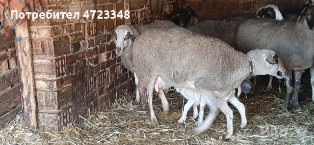 Продавам 20 млади овце, снимка 5 - Овце - 53278440