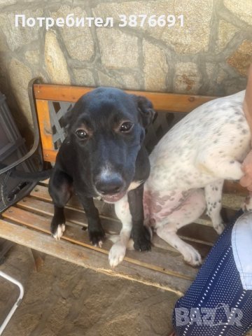 Лабрадор риджбек 