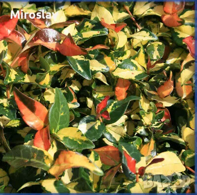 Азиатски Жасмин-(Триколор), снимка 6 - Градински цветя и растения - 49373875