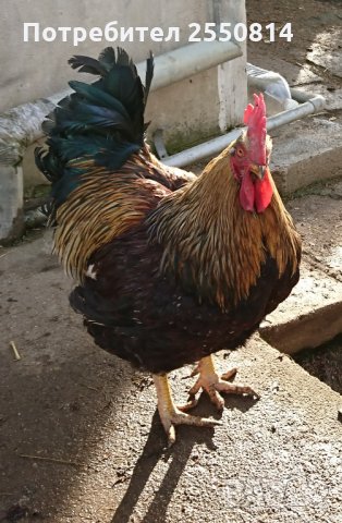 Оплодени яйца от породисти Катунски кокошки, снимка 9 - Кокошки и пуйки - 27672918