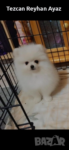 мини померан, снимка 3 - Померан - 51899268