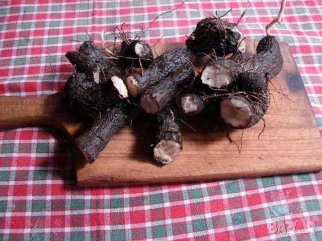 Корени Брей Tamus communis , снимка 2 - Други - 53892713