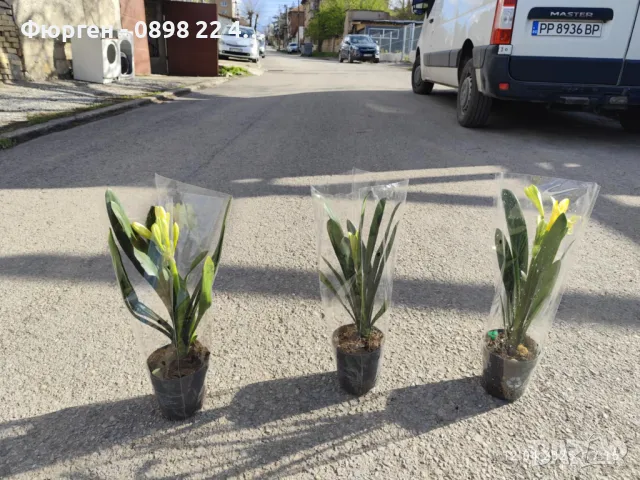 Киливия - Жълта, снимка 3 - Разсади - 49936166