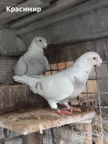 Стандартни пощи , снимка 1