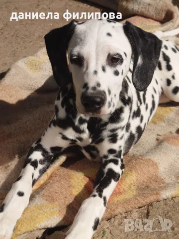 далматинец-момиченце, снимка 1