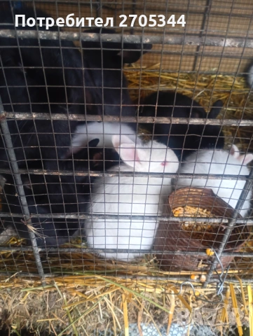 Малки зайчета