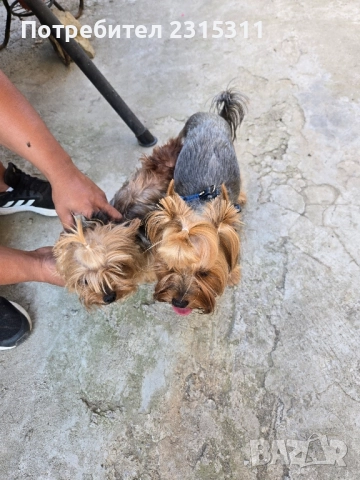 чисто кръвни йорки, снимка 6 - Йоркширски териер - 52239451