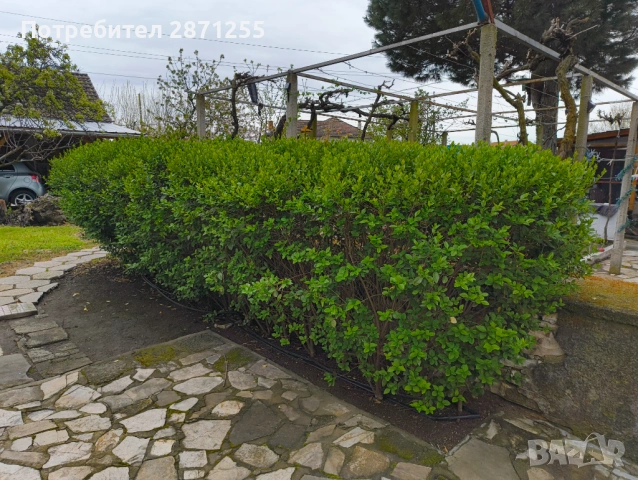 Лигуструм , снимка 4 - Градински цветя и растения - 54281588