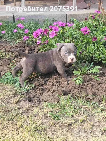 Топ Американско були покет American bully , снимка 4 - Други - 55673088