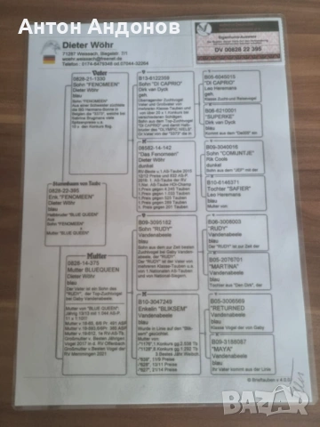 Спортни гълъби, снимка 10 - Гълъби - 53148839