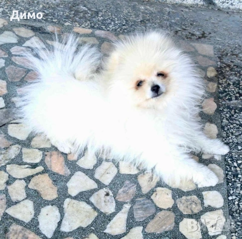 Мъжки померан