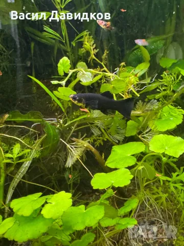 Молинезия, снимка 11 - Рибки - 48361888