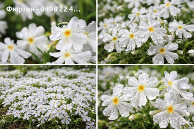 Флокс субулата (Phlox subulata) – пълзящ флокс, снимка 2 - Разсади - 37605672