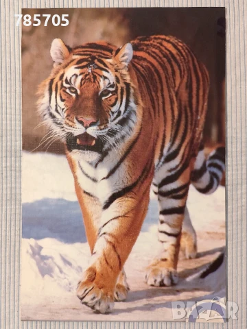 Пъзел Сибирски тигър TREFL 1000