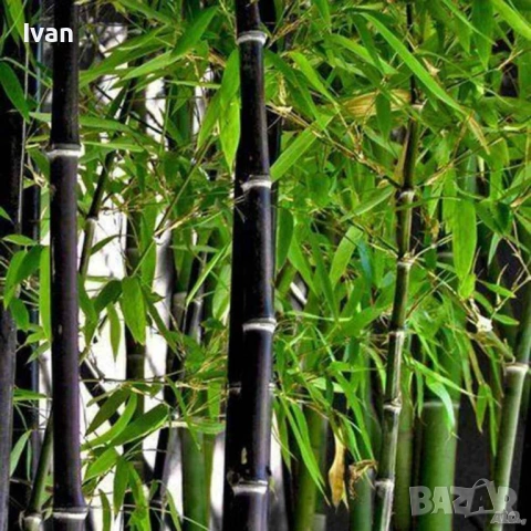 разсад от черен  бамбук