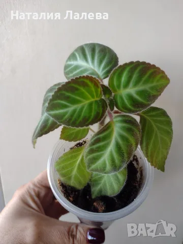 Глоксиния, gloxinia Lindeniana, снимка 3 - Стайни растения - 56303776