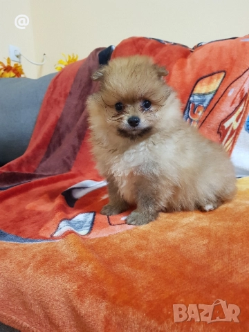 Померан померанчета Гр София снимки от днес 05.12.2025г, снимка 6 - Померан - 52665950