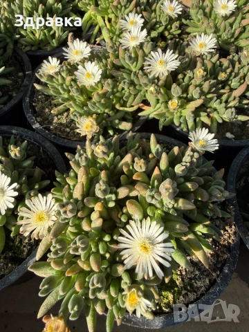 Делосперма 9 цвята 