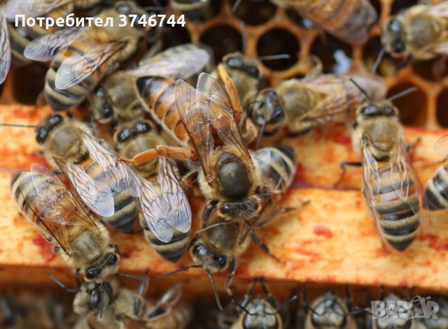 Пчелни отводки
