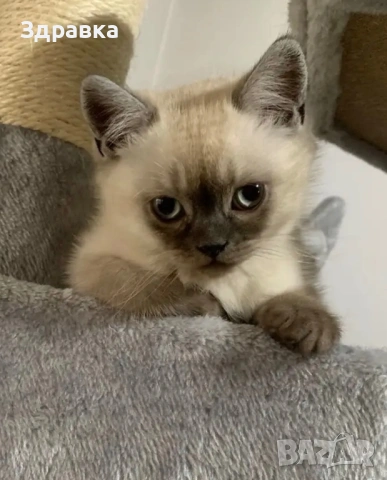 Колор пойнт котета 