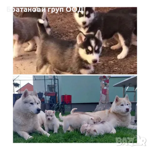 Сибирско Хъски с родословие