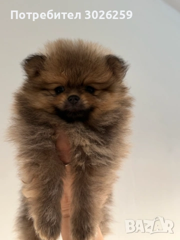  Померанчета на 2 месеца, снимка 2 - Померан - 53933906