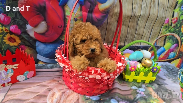 Той пудел & Мини пудел, Fci, Genetic, PL, снимка 2 - Пудели - 54209072