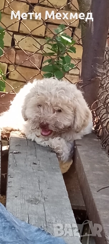 лагото, снимка 11 - Други - 51213827