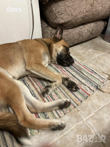 Страхотен Шарено-Очко търси Дом, снимка 9 - Други - 52578048