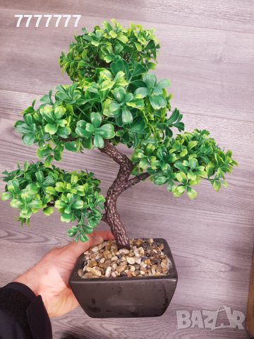Бонсай , Бонзай, снимка 2 - Декорация за дома - 39304703