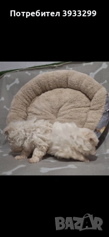 Малтийска болонка мини , снимка 3 - Болонка - 53921434