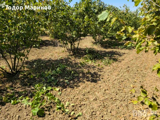 лешници био бадеми, орехи , снимка 7 - Домашни продукти - 52126717