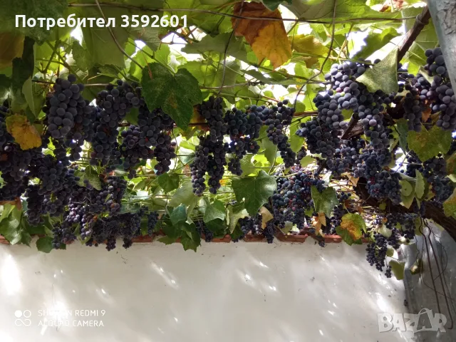 продавам грозде за вино или ракия, снимка 2 - Казани за ракия - 56213715