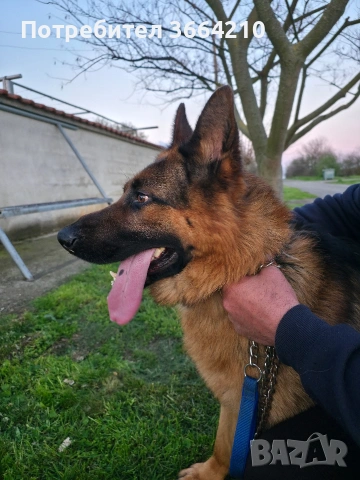 Породиста Немска овчарка, снимка 2 - Немска овчарка - 54101778
