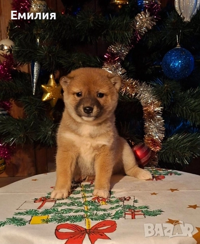 Шиба ину Коледни изненади, снимка 7 - Шиба ину - 52868459