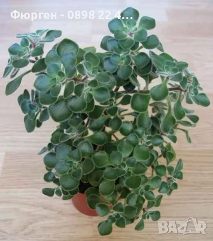 Разсад Дървото на парите, снимка 2 - Разсади - 49213254