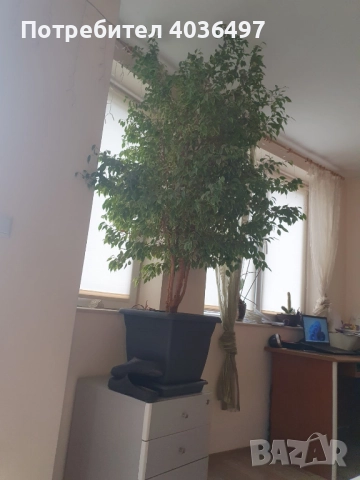 Голям фикус Бенджамин с пъстри листа, снимка 4 - Стайни растения - 52596278