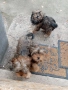 продавам 2 йоркита!.., снимка 10
