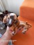 Порцеланово куче, снимка 1 - Антикварни и старинни предмети - 37708804