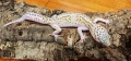 Леопардови гекони Diablo Blanco (Eublepharis macularius) , снимка 8