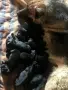 Чистокръвна немска овчарка , снимка 3